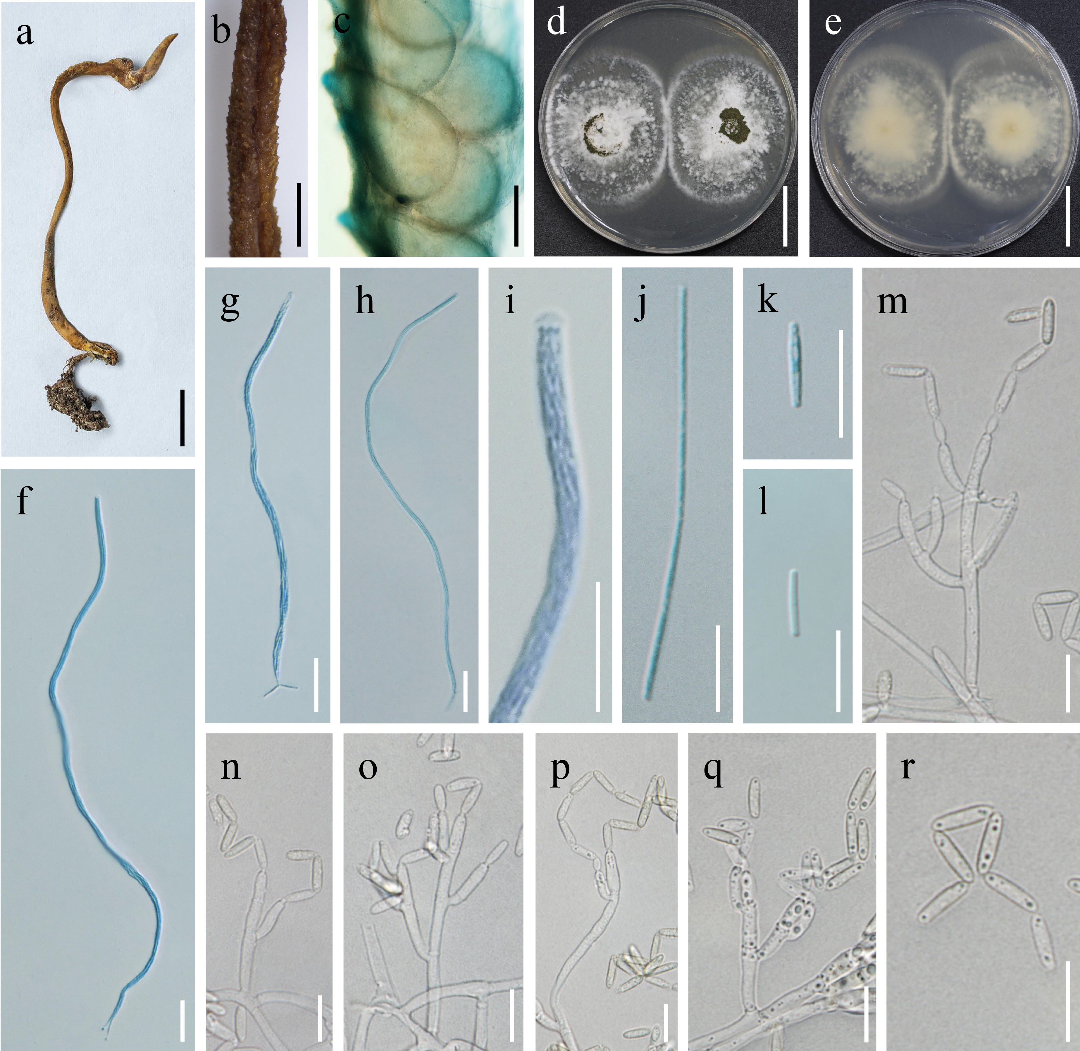 Figure 54